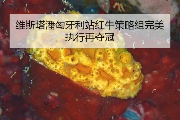 wei-si-ta-pan-xiong-ya-li-zhan-hong-niu-ce-lve-zu-wan-mei-zhi-xing-zai-duo-guan-3-128.jpg